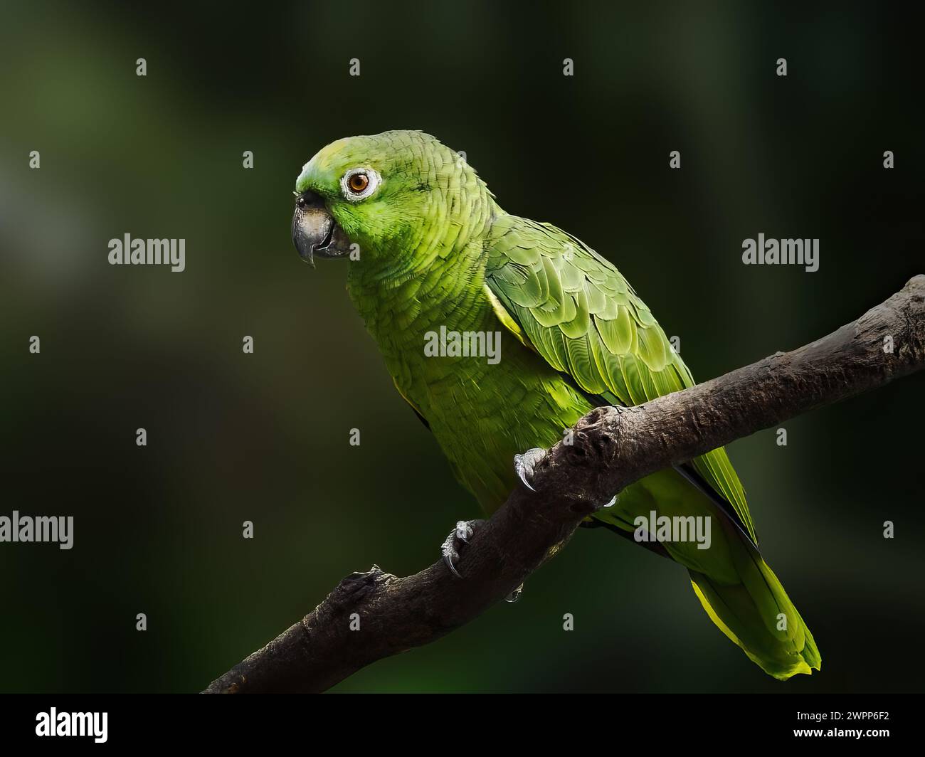 Yellow Crowned Amazon parrot (Amazona ochrocephala) Stock Photo