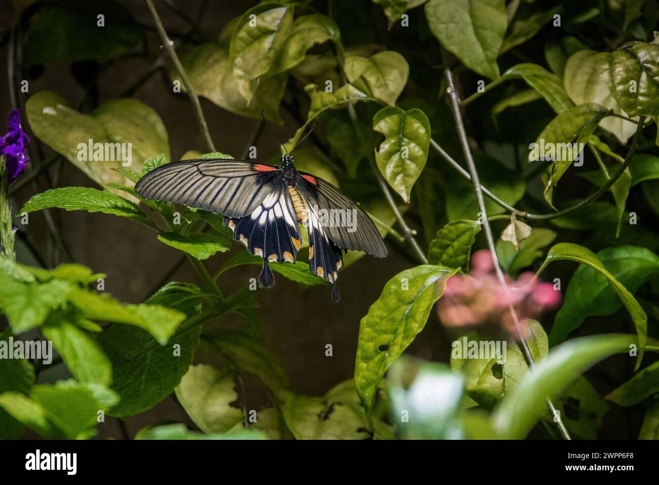 Female Great Yellow Mormon butterfly (Papilio lowi) Stock Photo