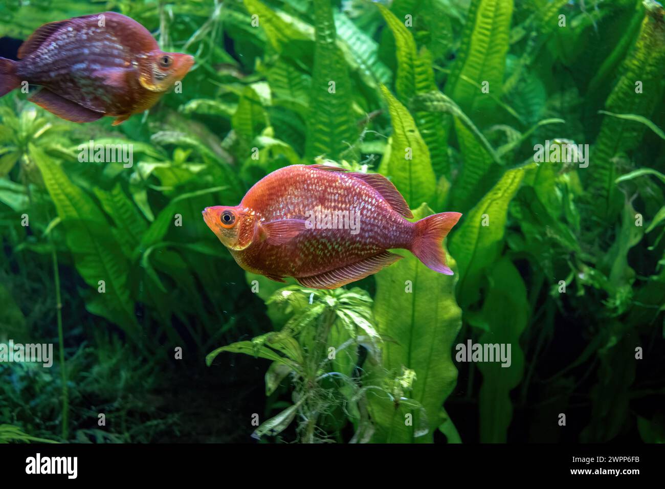 Red Rainbowfish (Glossolepis incisus) - Freshwater fish Stock Photo