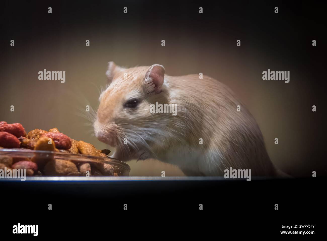 Mongolian Gerbil (Meriones unguiculatus) - Rodent Pet Stock Photo