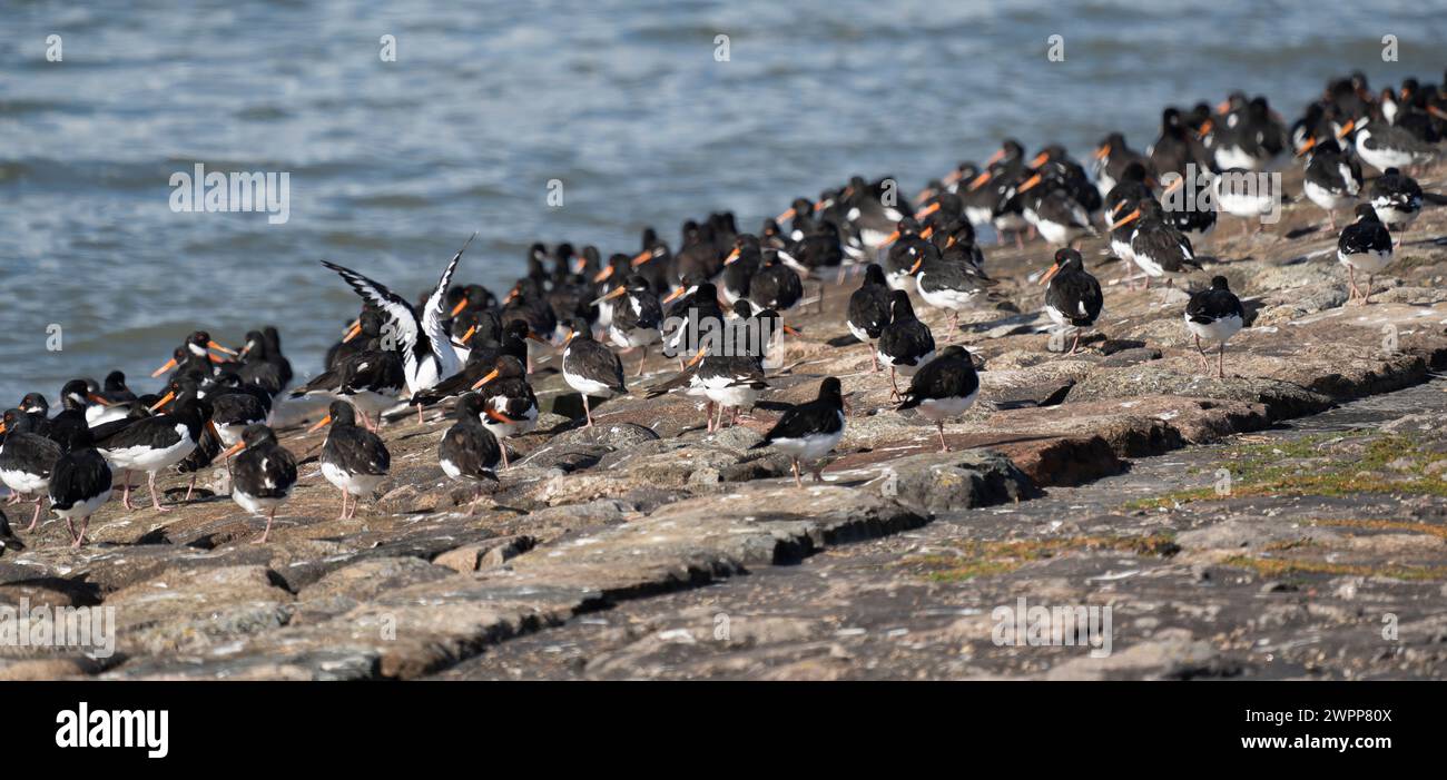 Oystercatchers on their way south on the island of Pellworm, North Friesland, Schleswig-Holstein, Germany Stock Photo