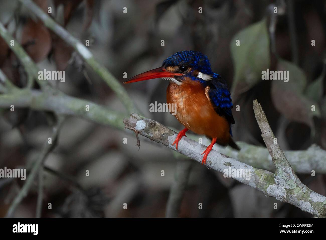 Kingfisher in Tanjung Puting National Park near Pankalan Bun, Kalimantan, Indonesia Stock Photo