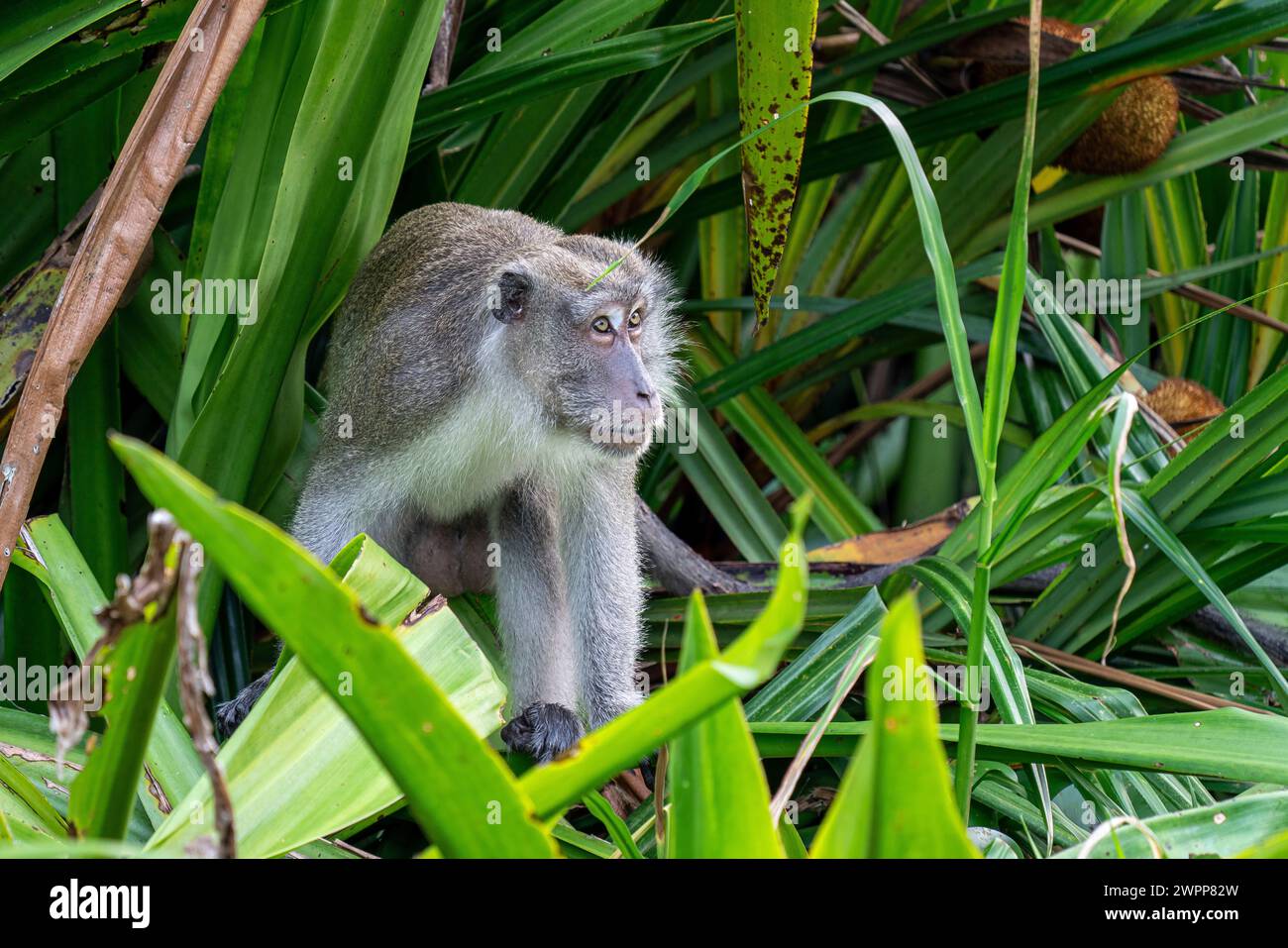 Macaques in Tanjung Puting National Park near Pankalan Bun, Kalimantan ...