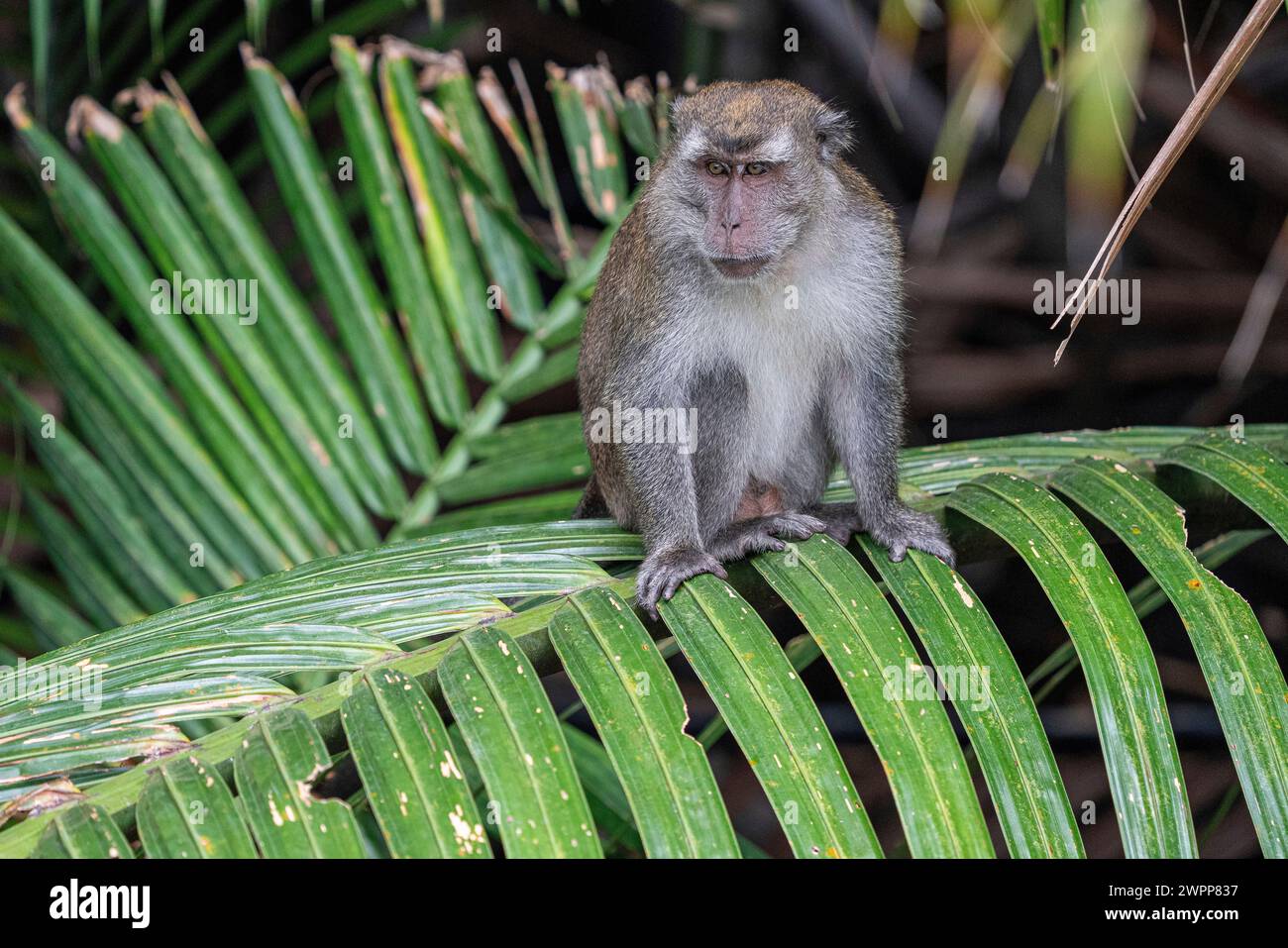 Macaques in Tanjung Puting National Park near Pankalan Bun, Kalimantan ...