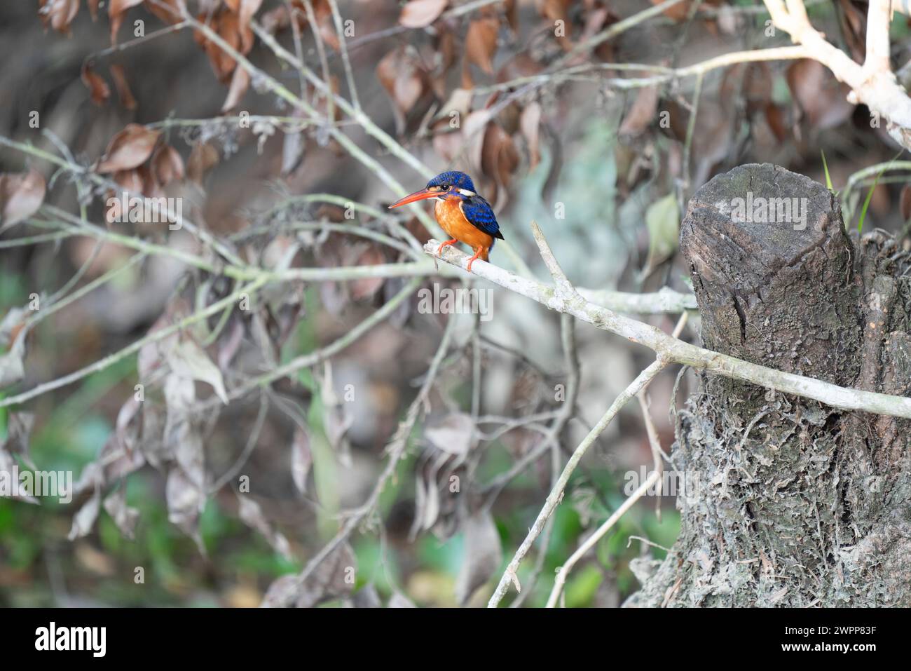 Kingfisher in Tanjung Puting National Park near Pankalan Bun, Kalimantan, Indonesia Stock Photo