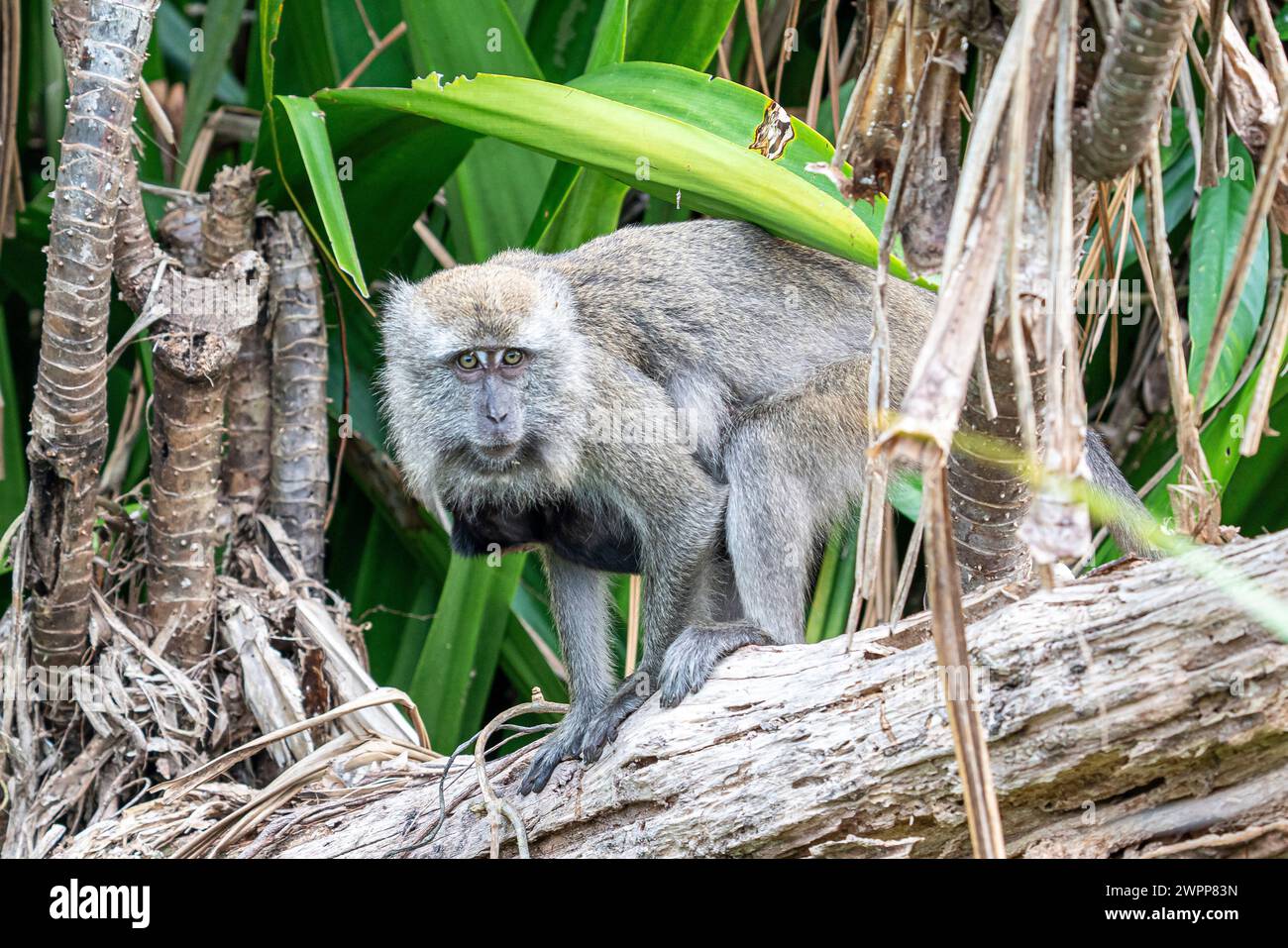 Macaques in Tanjung Puting National Park near Pankalan Bun, Kalimantan ...