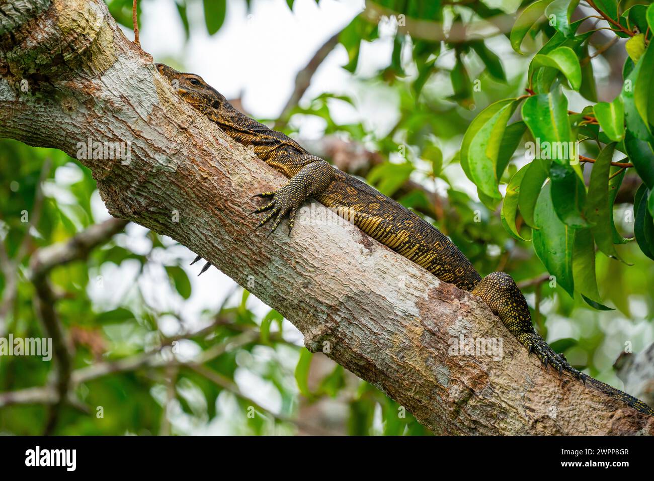 Monitor lizard in Tanjung Puting National Park near Pankalan Bun, Kalimantan, Indonesia Stock Photo