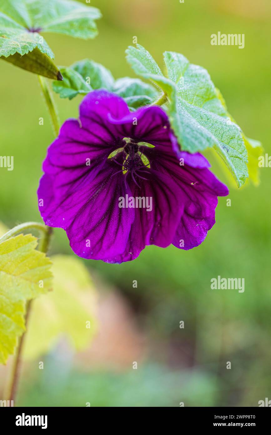 Purple flower of a hollyhock (Althaea rosea) Stock Photo