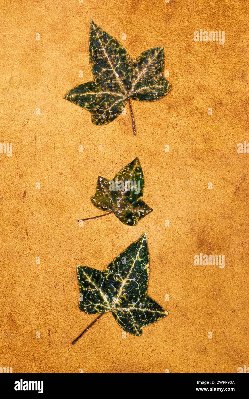 three ivy leaves Stock Photo