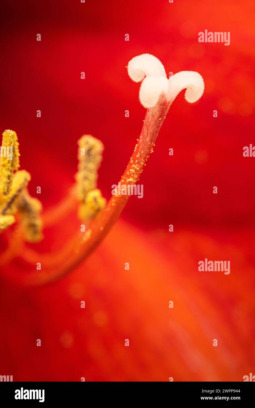 Amaryllis, stamens, close-up Stock Photo