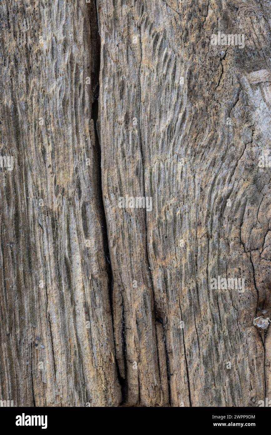 Wooden background, format-filling Stock Photo