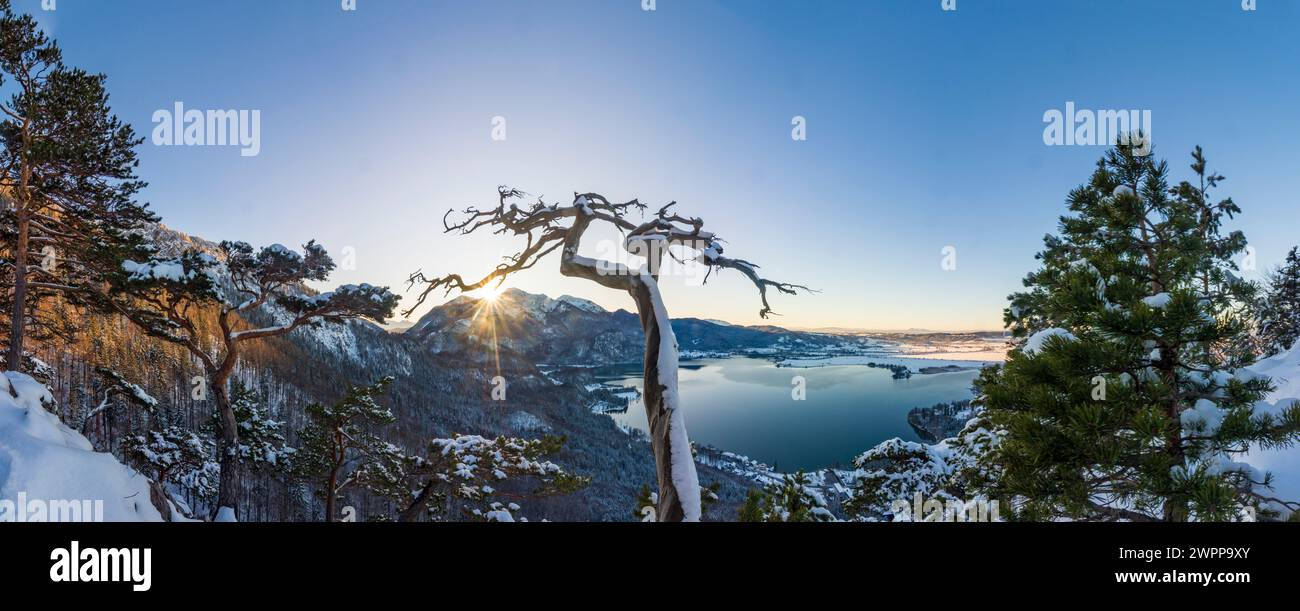 Kochel am See, lake Kochelsee, mountain Herzogstand, dead tree, snow, Tölzer Land, Upper Bavaria, Bavaria, Germany Stock Photo
