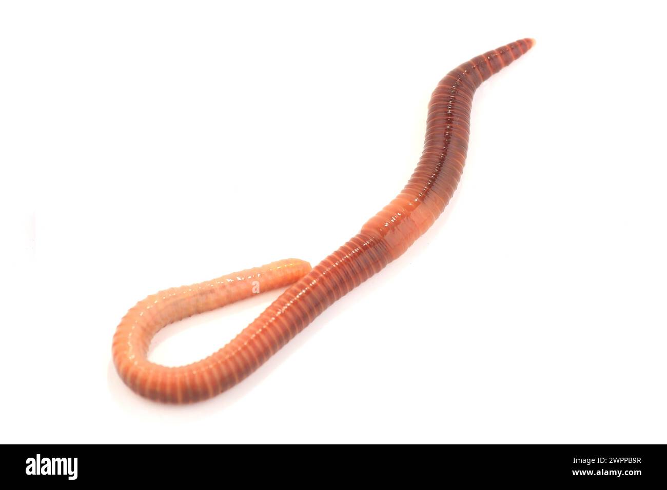 Earth worm hi-res stock photography and images - Page 3 - Alamy
