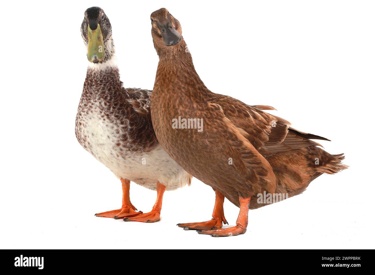 two duck on a white background Stock Photo - Alamy