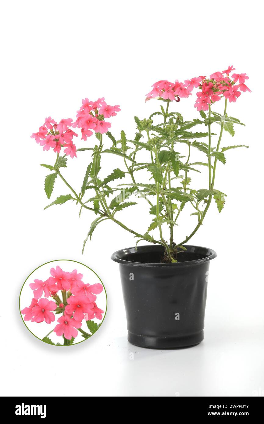 Red white verbena hi-res stock photography and images - Alamy