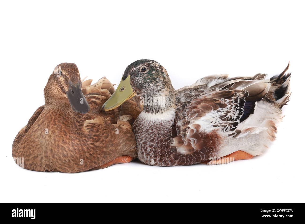 two duck on a white background Stock Photo - Alamy