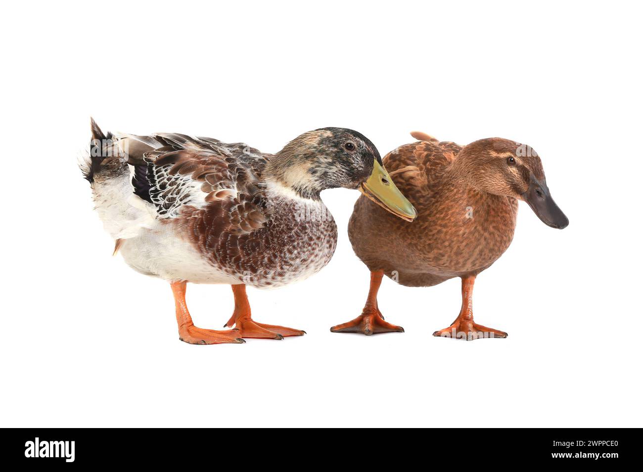 two duck on a white background Stock Photo - Alamy