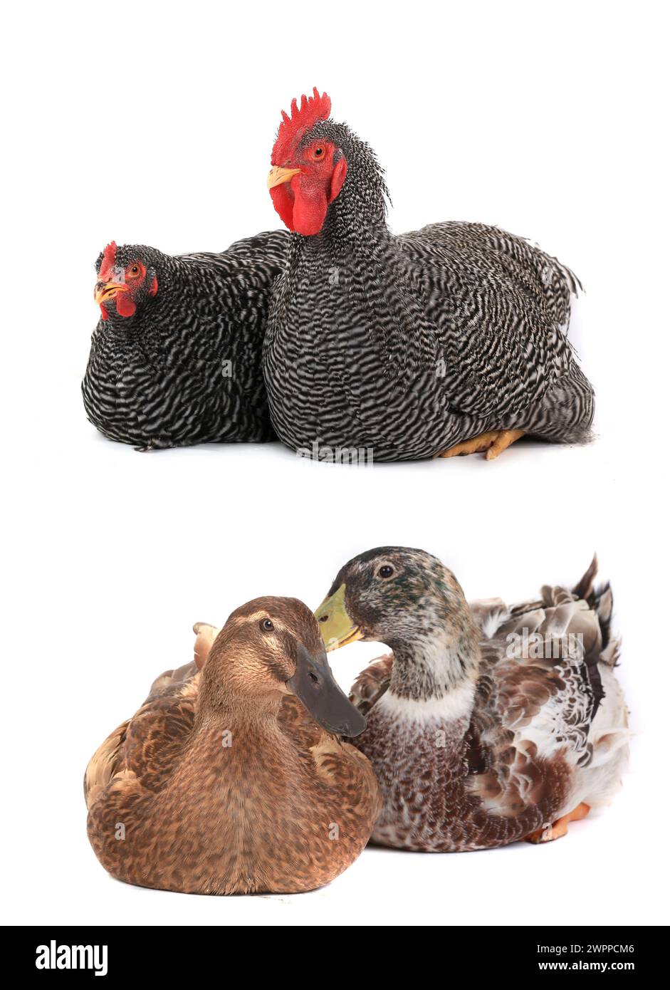 two duck and hen on a white background Stock Photo - Alamy