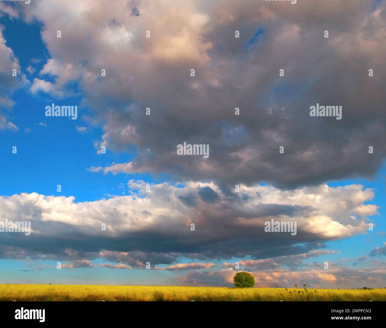 Tree summer strong strength hi-res stock photography and images - Alamy