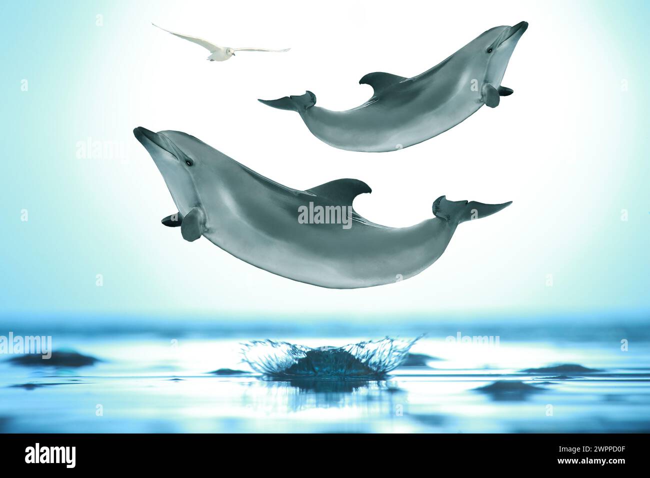 Dolphin in flight hi-res stock photography and images - Alamy