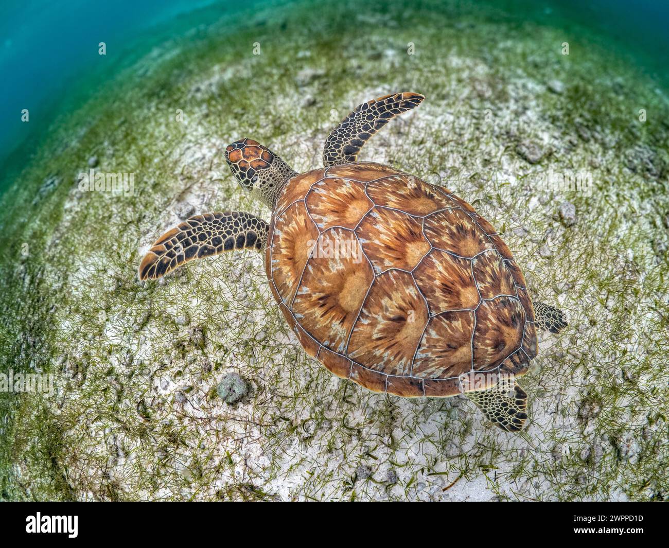 green sea turtle, Chelonia mydas, at feeding ground of turtlegrass, Thalassia testudinum, Grand Cayman, Cayman Islands, Caribbean Sea, Atlantic Ocean Stock Photo