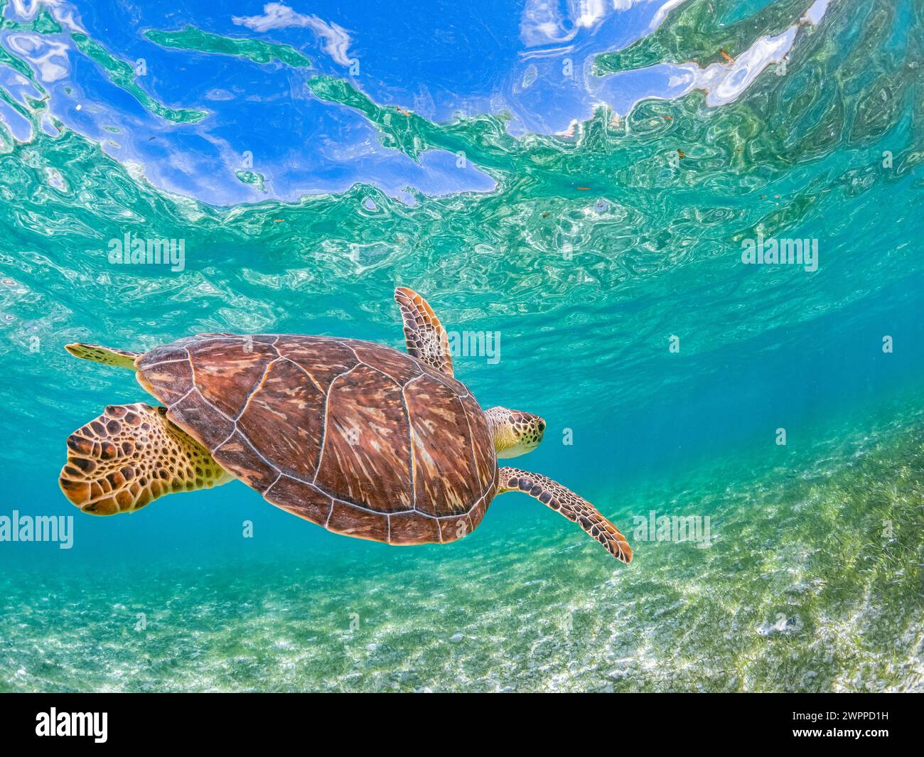 green sea turtle, Chelonia mydas, at feeding ground of turtlegrass, Thalassia testudinum, Grand Cayman, Cayman Islands, Caribbean Sea, Atlantic Ocean Stock Photo