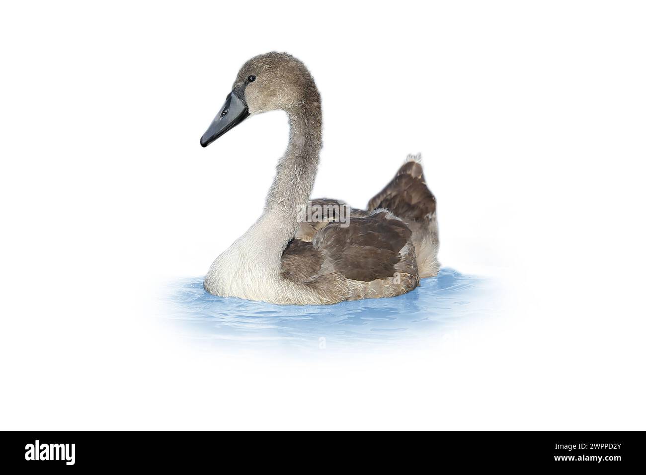 Long neck swan Cut Out Stock Images & Pictures - Alamy