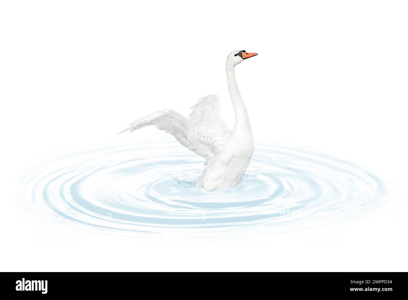 Long neck swan Cut Out Stock Images & Pictures - Alamy