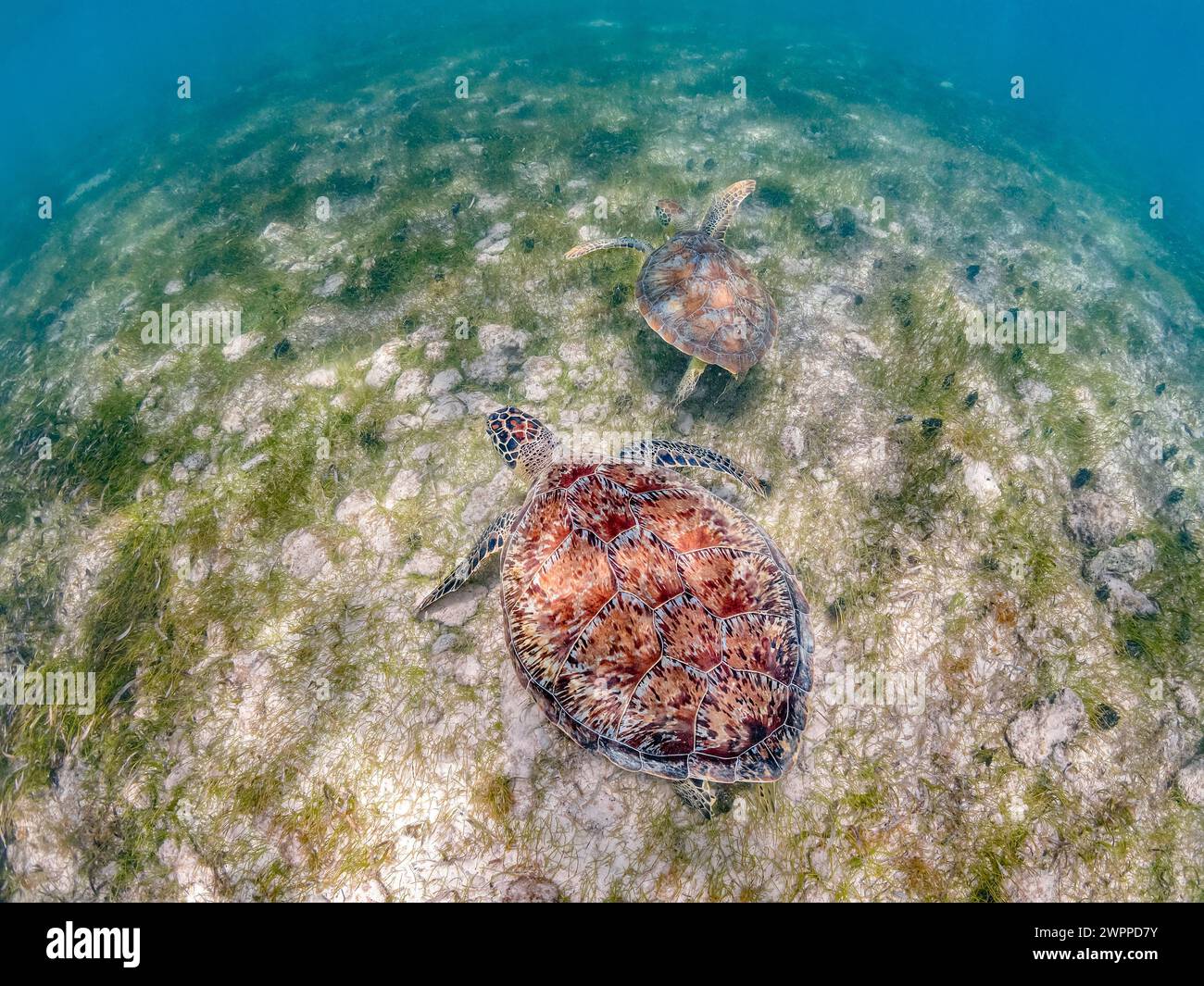 green sea turtle, Chelonia mydas, at feeding ground of turtlegrass, Thalassia testudinum, Grand Cayman, Cayman Islands, Caribbean Sea, Atlantic Ocean Stock Photo