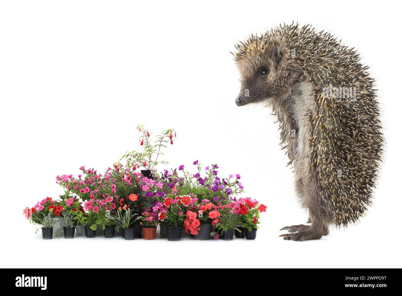 colorful flover and  hedgehog isolated on white background Stock Photo