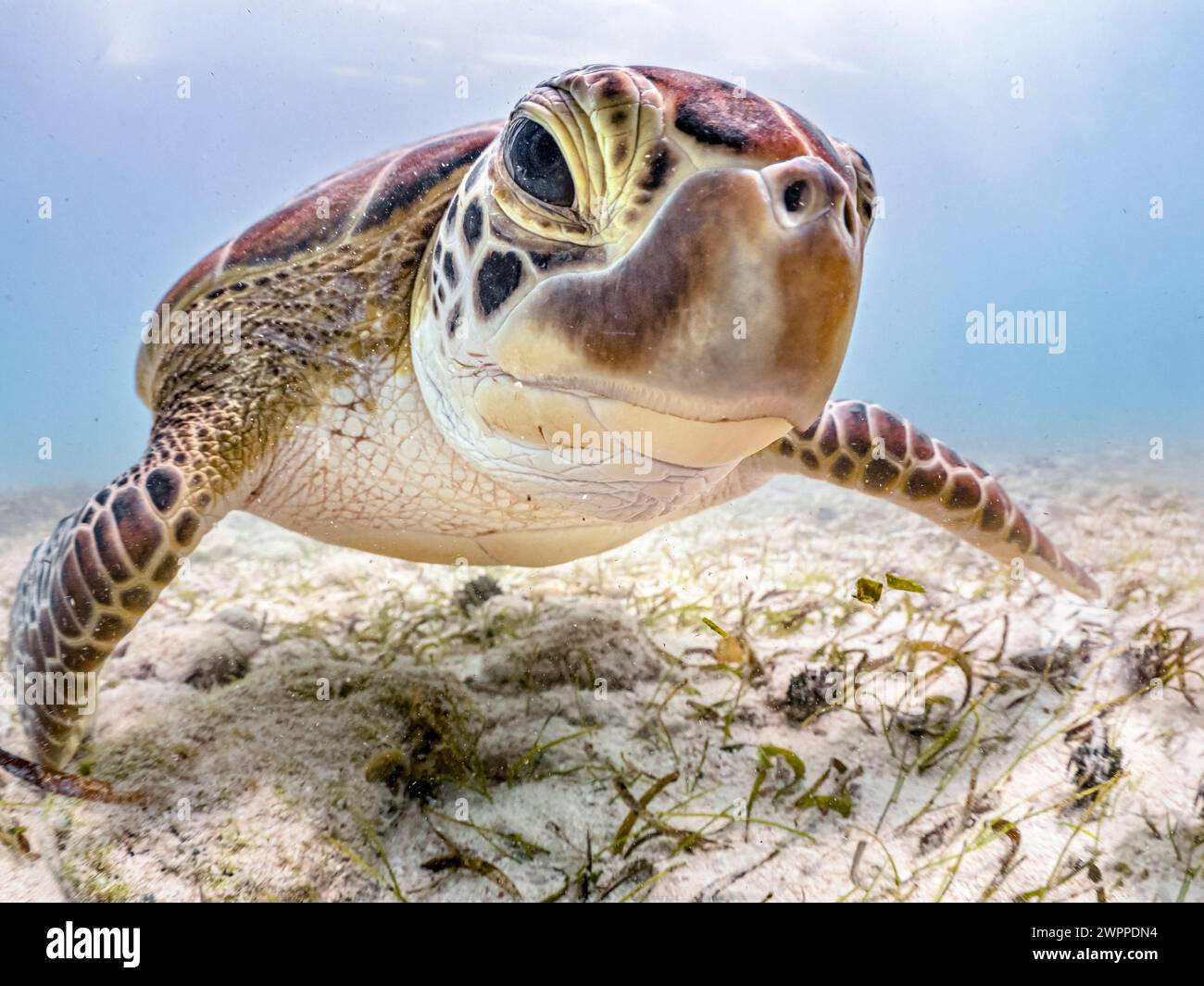 green sea turtle, Chelonia mydas, feeding on turtlegrass, Thalassia testudinum, Grand Cayman, Cayman Islands, Caribbean Sea, Atlantic Ocean Stock Photo