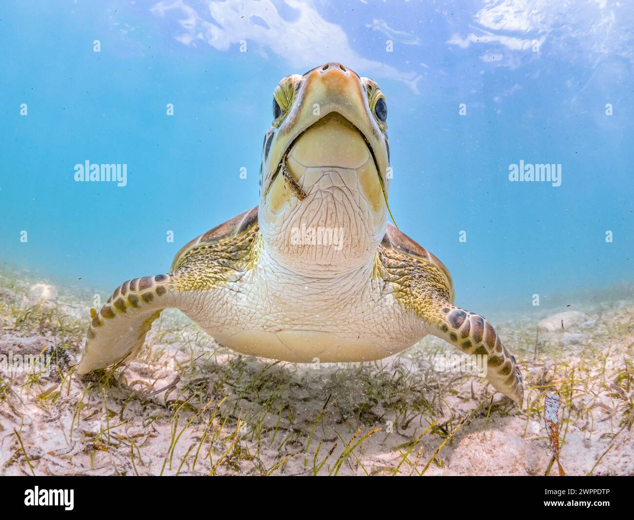 green sea turtle, Chelonia mydas, feeding on turtlegrass, Thalassia testudinum, Grand Cayman, Cayman Islands, Caribbean Sea, Atlantic Ocean Stock Photo