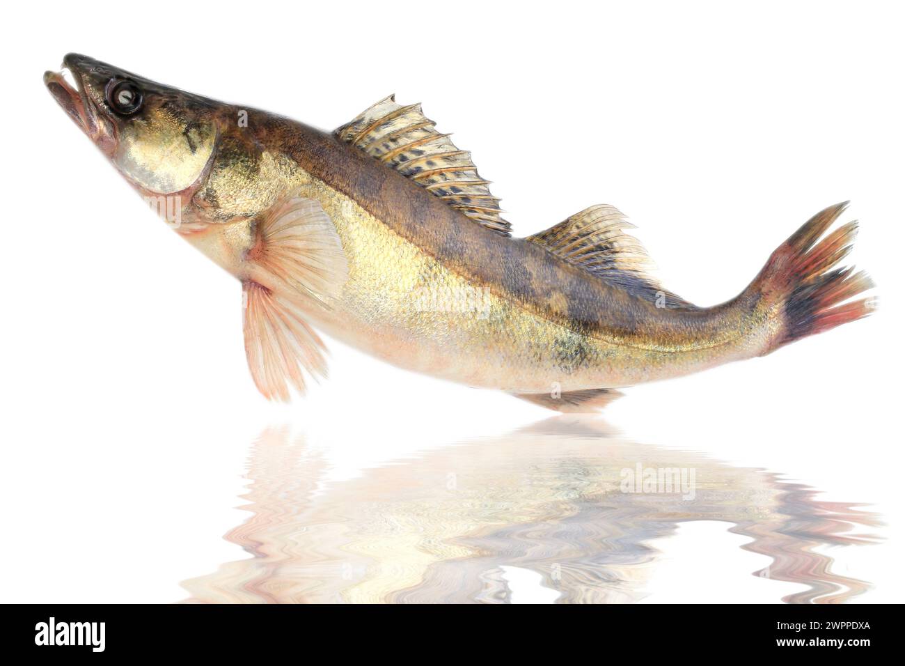 Large pike perch isolated on a white background Stock Photo