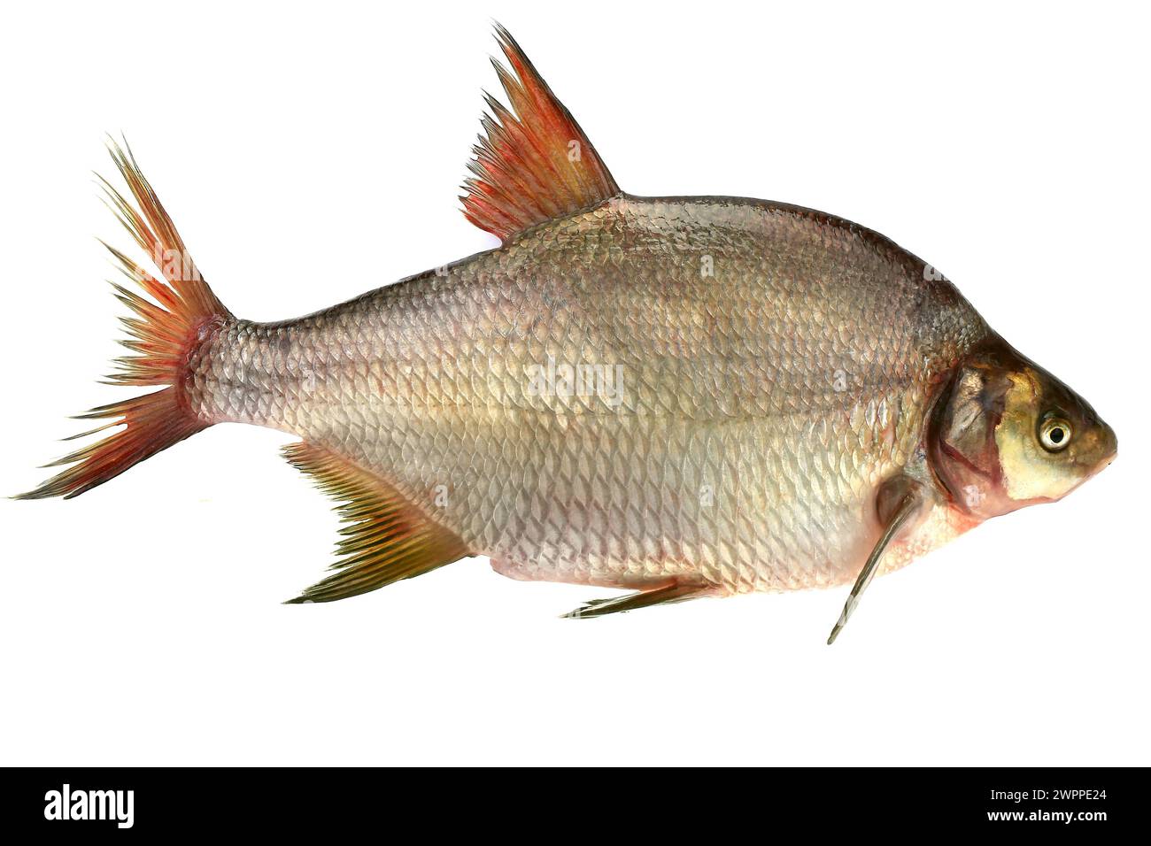 bream isolated on the white background Stock Photo