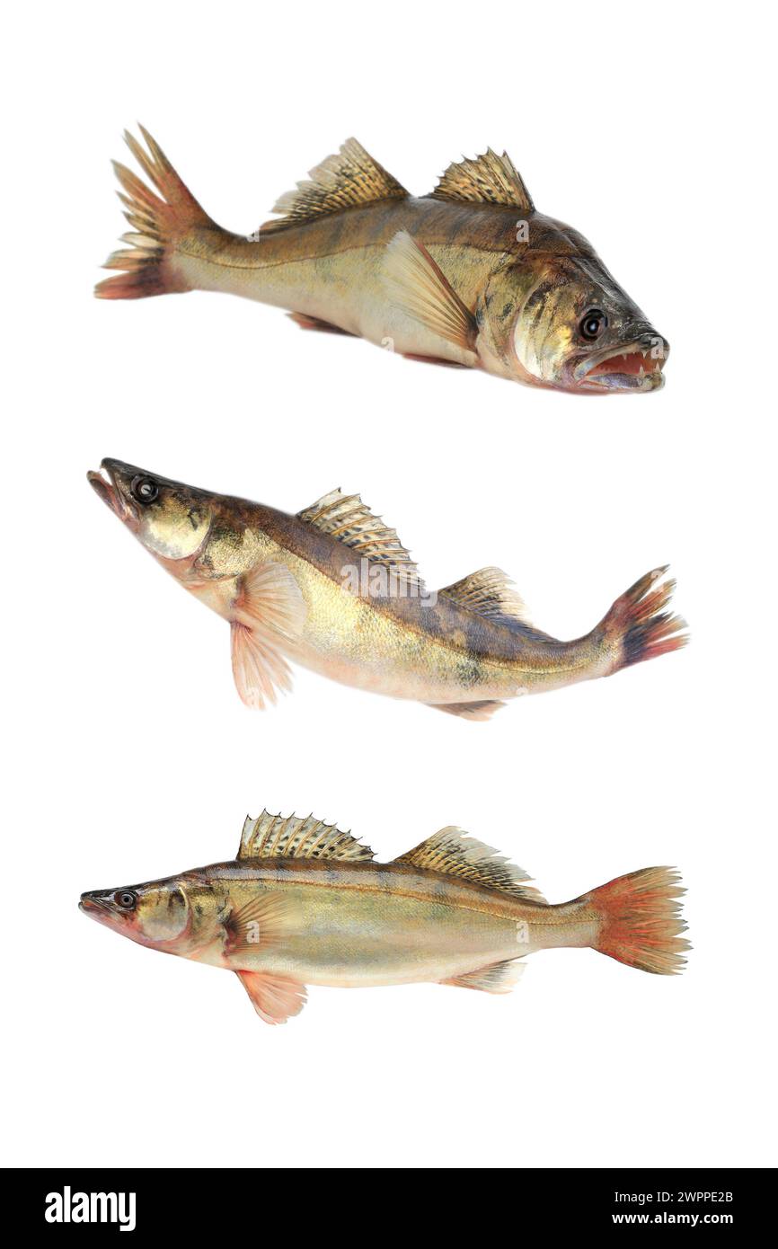 Large pike perch isolated on a white background Stock Photo