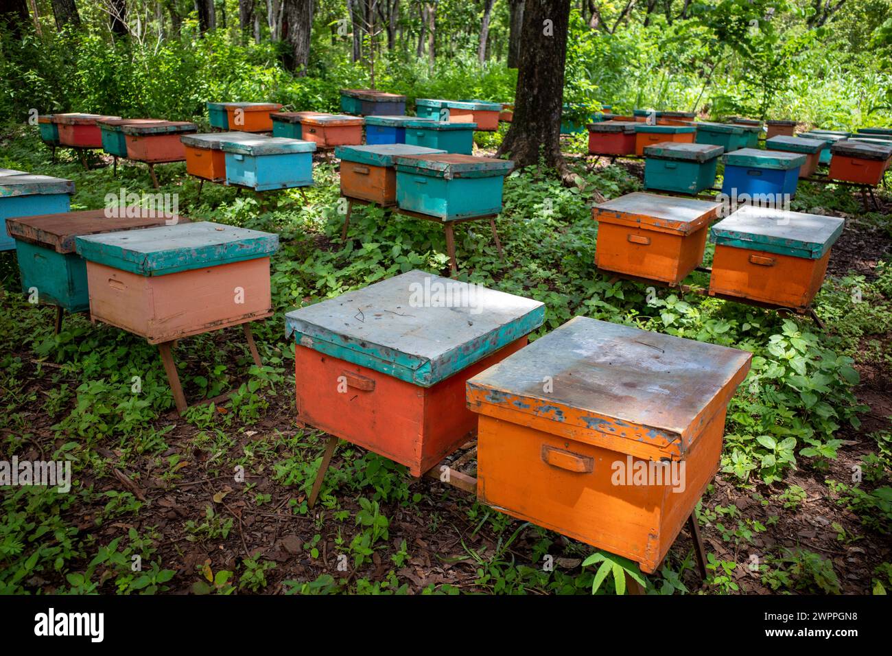 Apiary beehives in forest hi-res stock photography and images - Alamy
