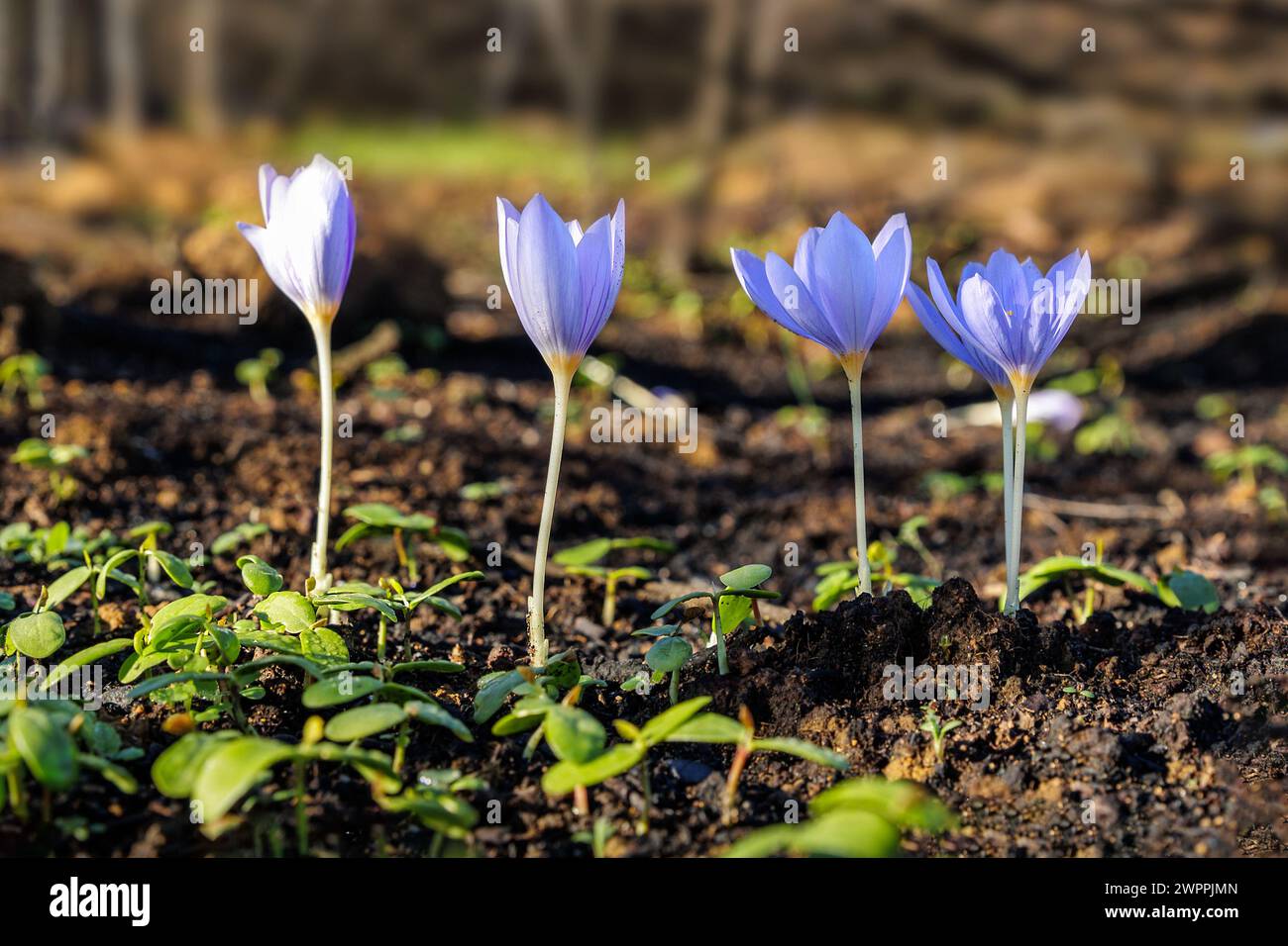 Crocus pulchellus or hairy crocus early spring purple flower bouquet in the forest Stock Photo