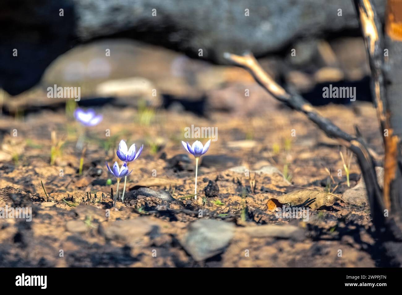 Crocus pulchellus or hairy crocus early spring purple flower after the wildfires, nature reborn Stock Photo