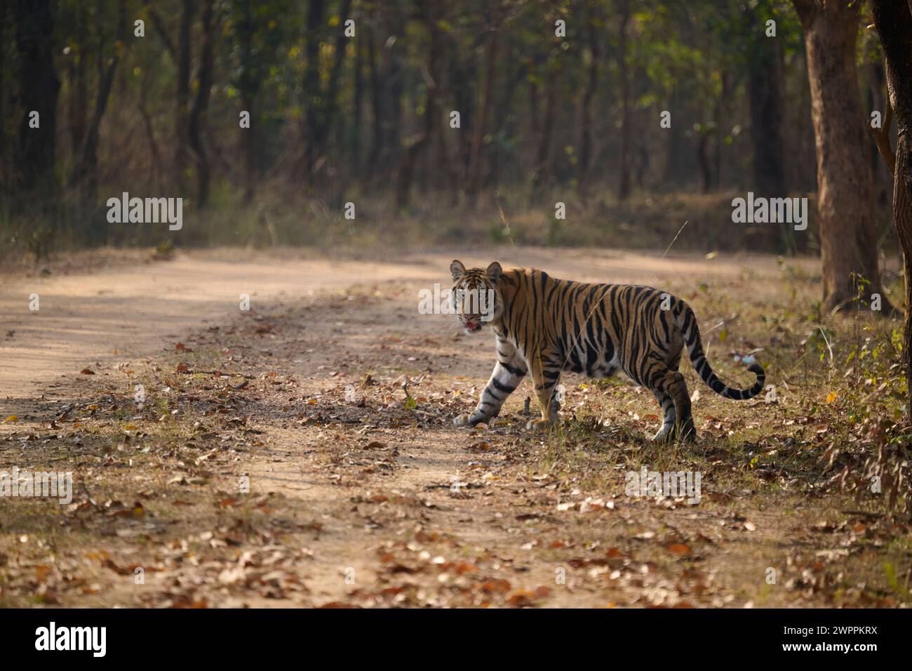 Subadult Tiger Crossing Road, Bandhavgarh Stock Photo