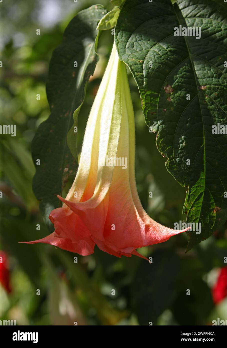 Brugmansia sanguinea Flower, San Hose, Costa Rica. Stock Photo
