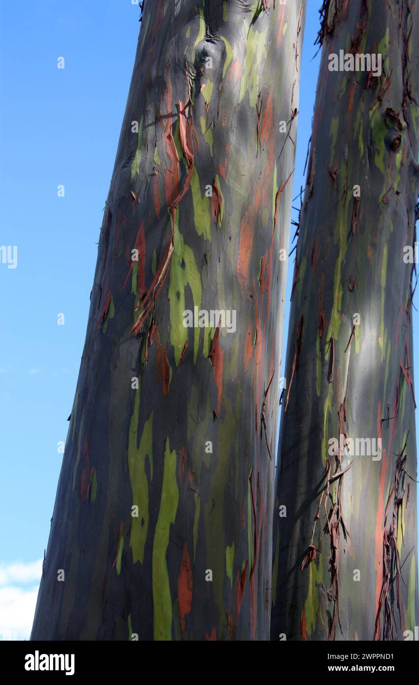 Eucalyptus Tree Bark, Eucalypteae, Myrtaceae. Stock Photo