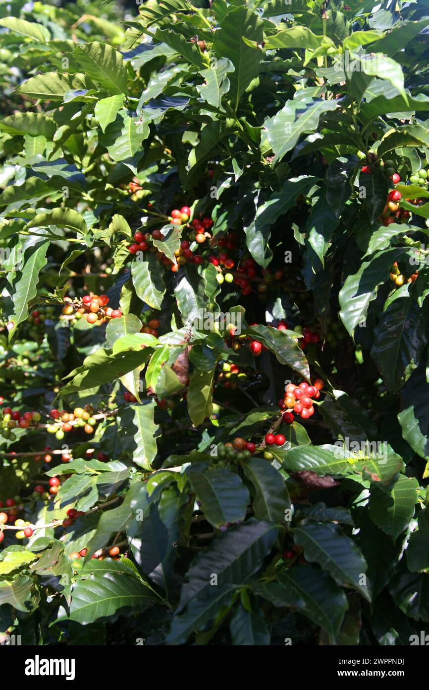 Coffee plant, Coffea arabica, Rubiaceae. Doka Coffee Estate, Costa Rica. Stock Photo