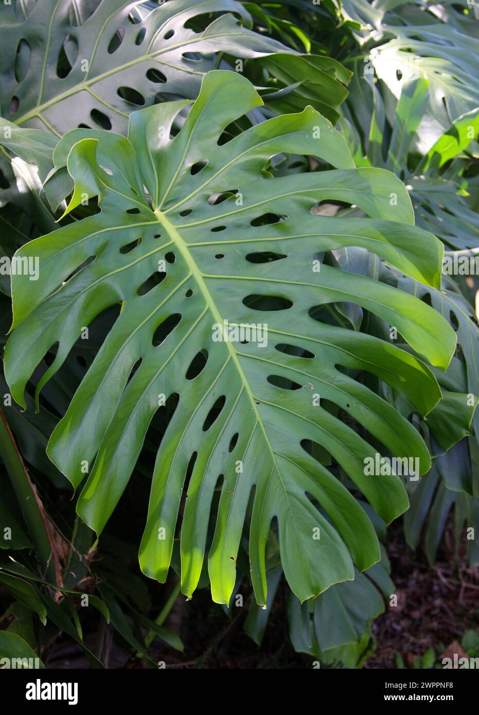 Swiss Cheese Plant, Monstera deliciosa, Araceae. Costa Rica Stock Photo
