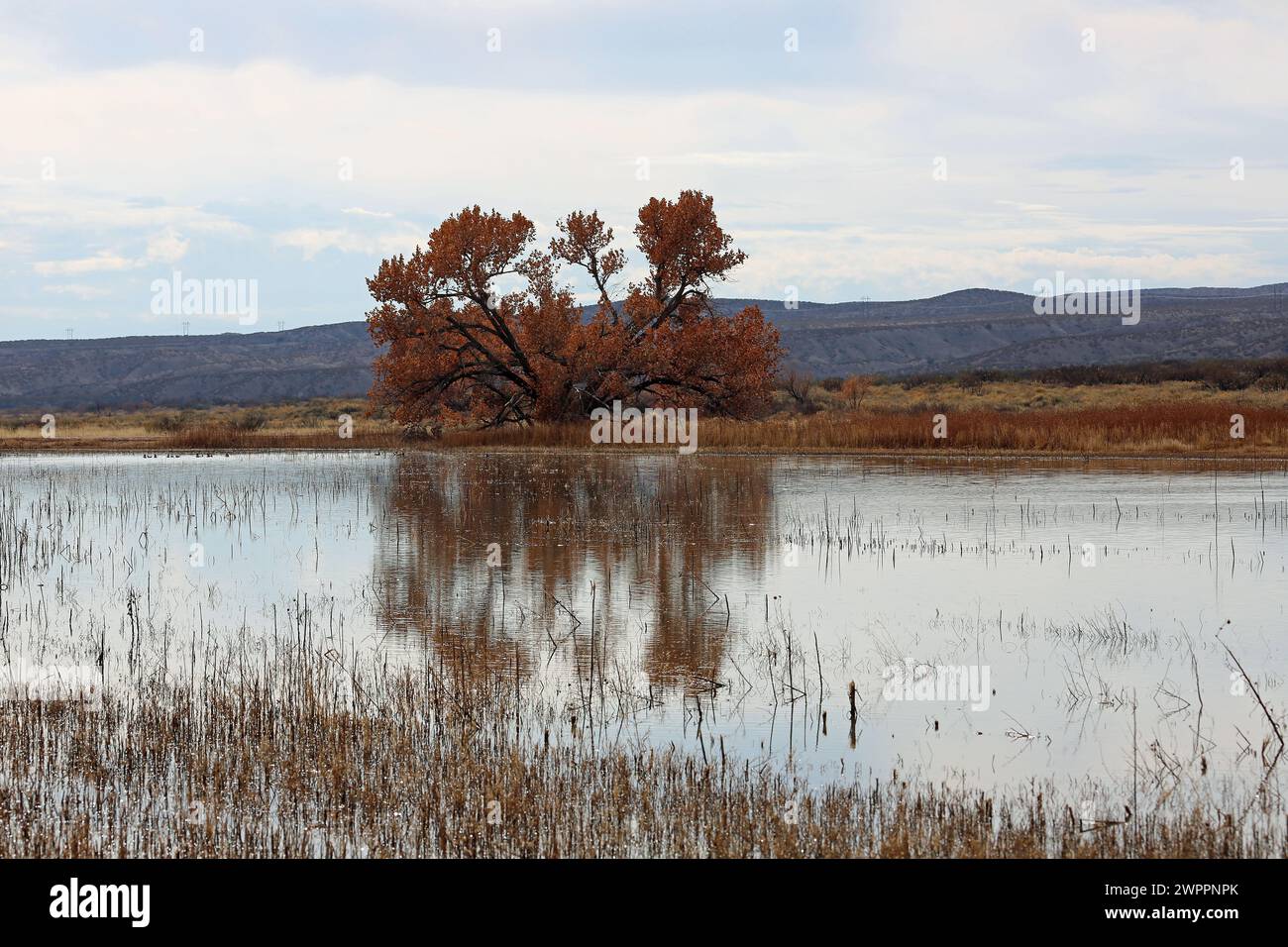 Bosque del apache sunset tree hi-res stock photography and images - Alamy