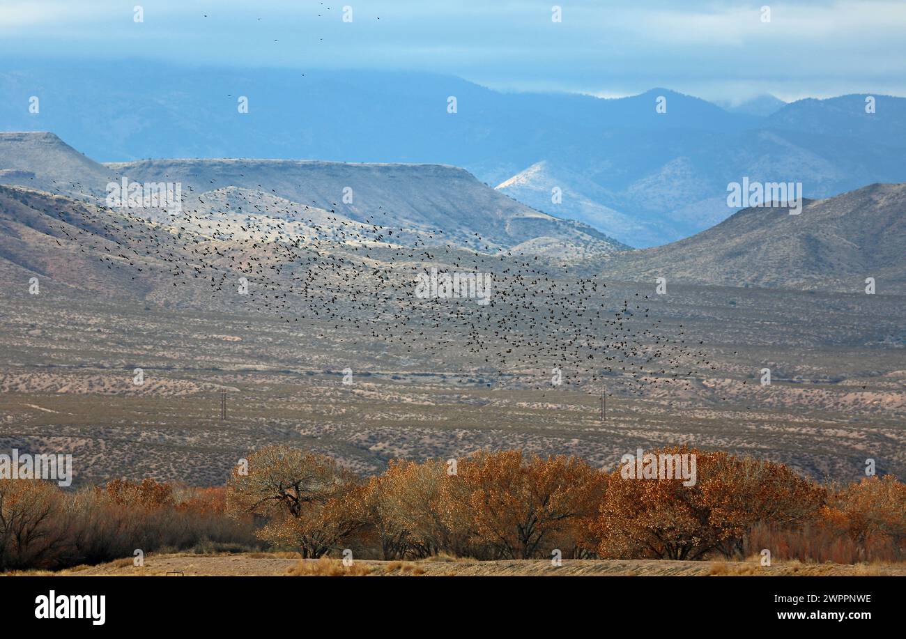 Chupadera Mountains and the flock of birds, New Mexico Stock Photo