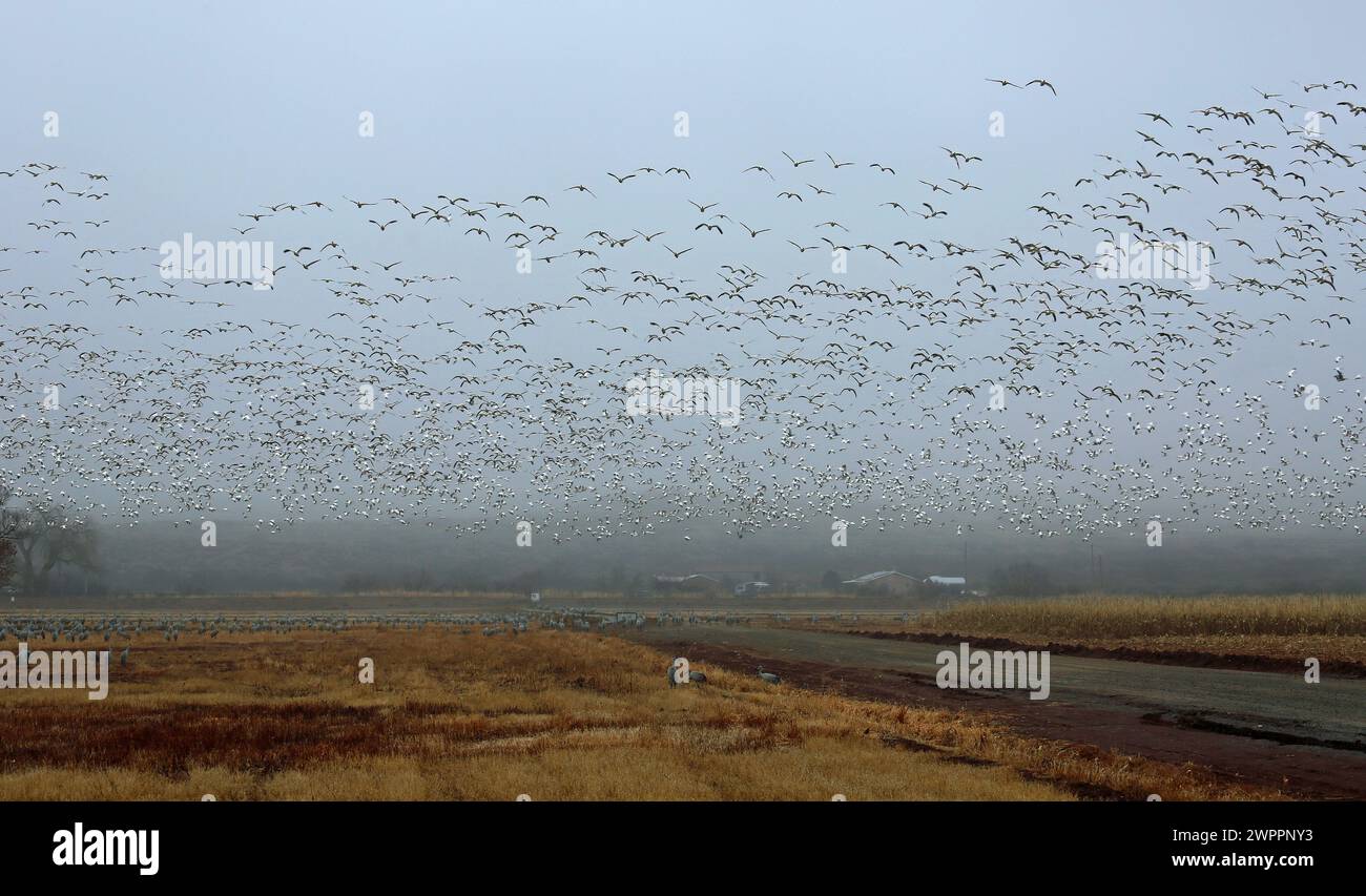 Large flock of snow geese - Bernardo wildlife refuge, New Mexico Stock Photo