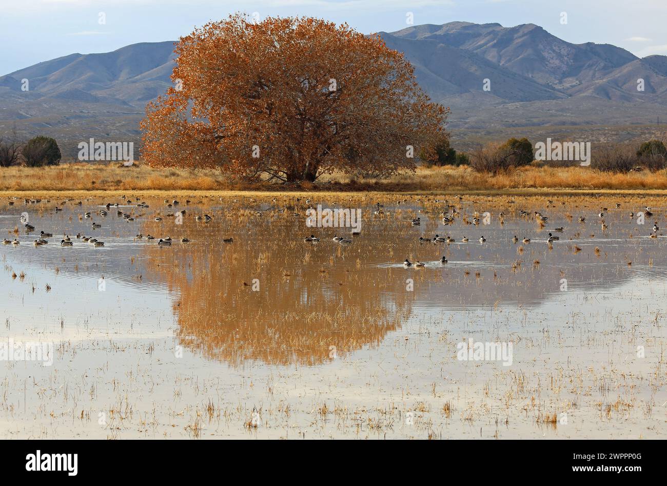 The tree and ducks - Bosque del Apache National Wildlife Refuge, New Mexico Stock Photo