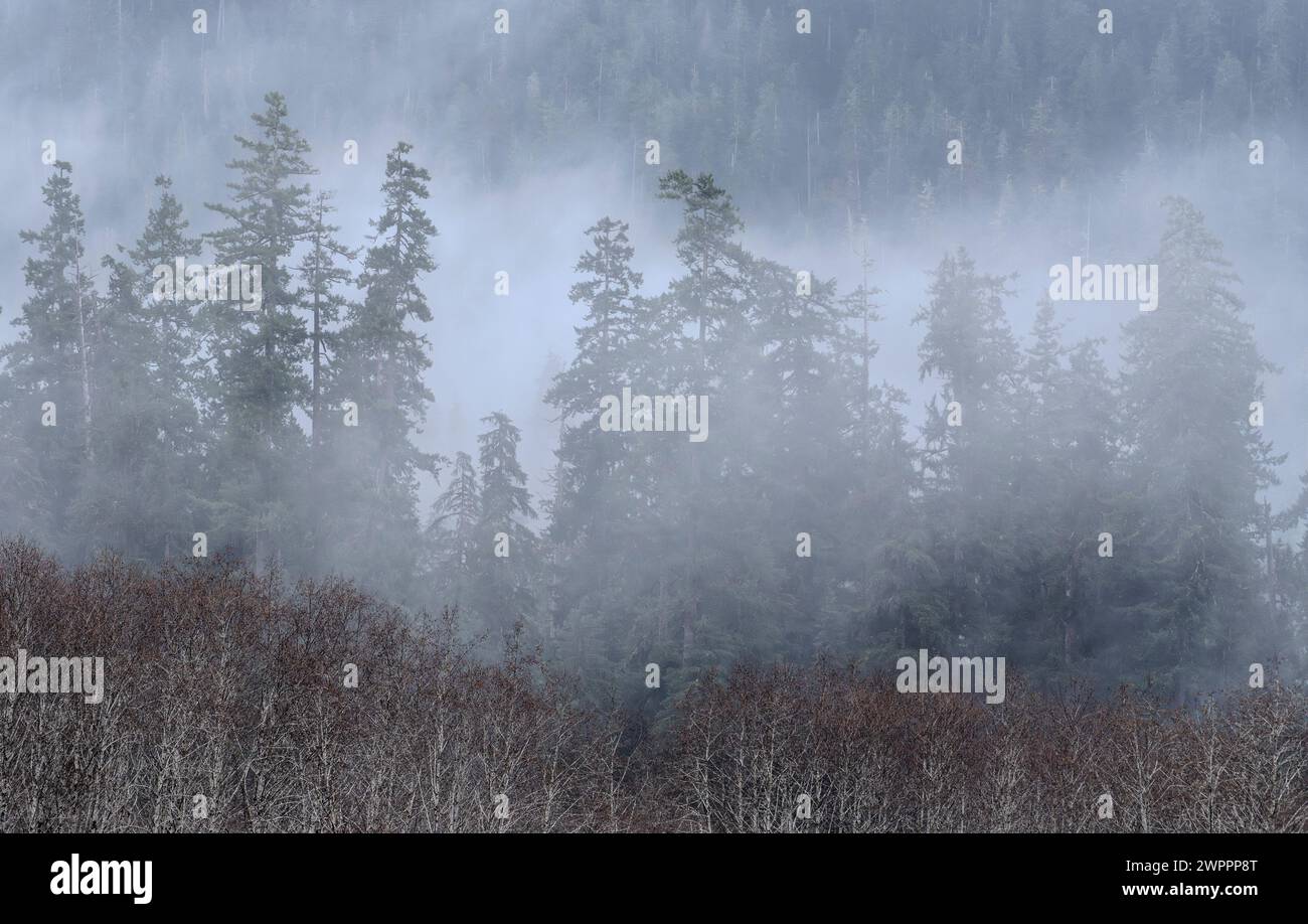 Trees and mist along the Hoh River in Olympic National Park in Washington. Stock Photo