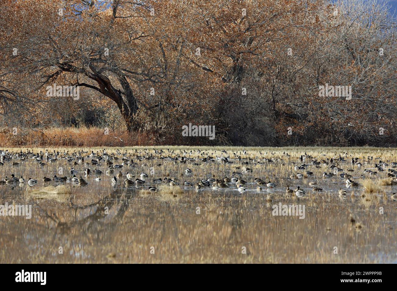 Large group of ducks - Bosque del Apache National Wildlife Refuge, New Mexico Stock Photo