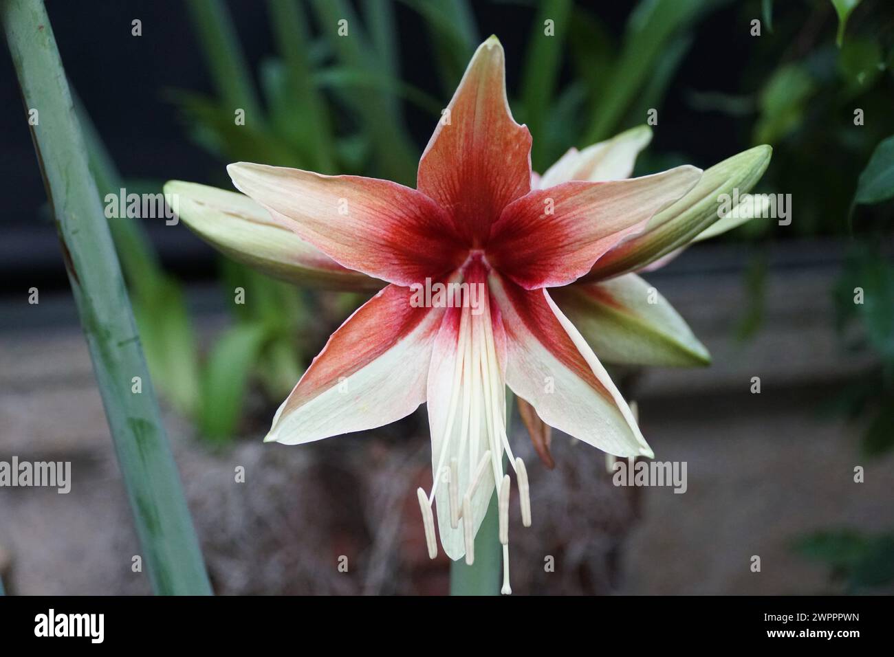 Beautiful light red Amaryllis Hippeastrum hybrid flower Stock Photo